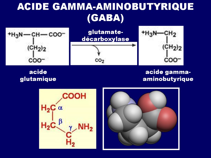 ACIDE GAMMA-AMINOBUTYRIQUE (GABA) acide glutamique glutamate- décarboxylase acide gamma-aminobutyrique